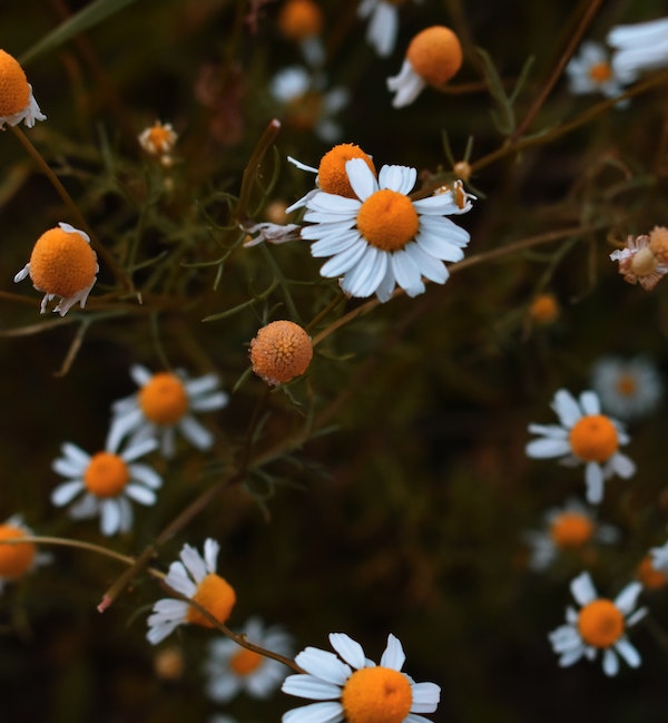 Making Your Own Tea Garden: A Señora's Infusions and Decoctions