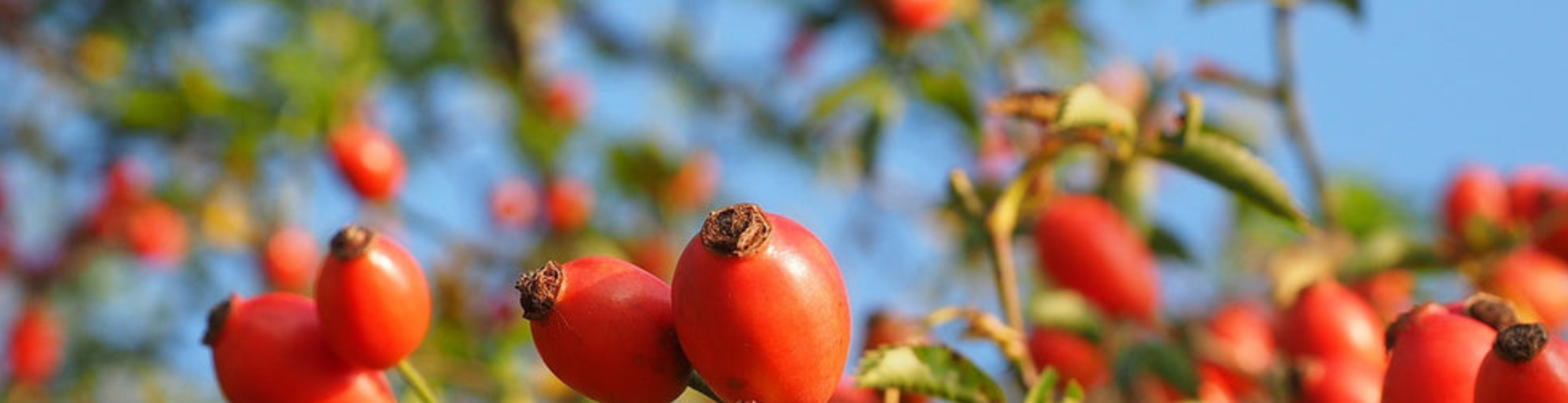 Rosa Mosqueta Rosehip Oil