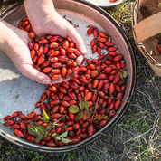 Chilean Rosehip Oil - 100% Certified Organic, Cold Pressed