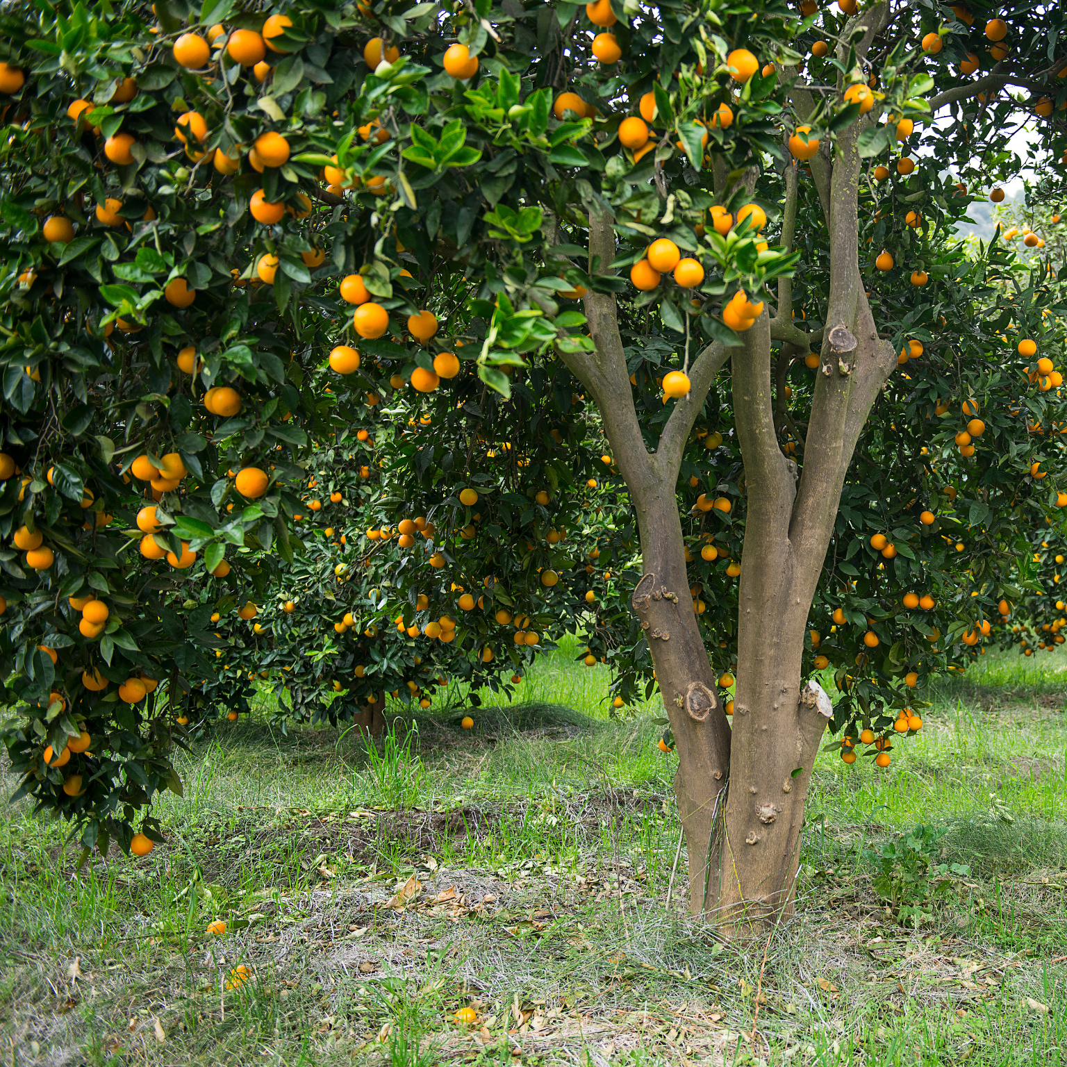 Huerto de Naranjas Orchard Blend Soap